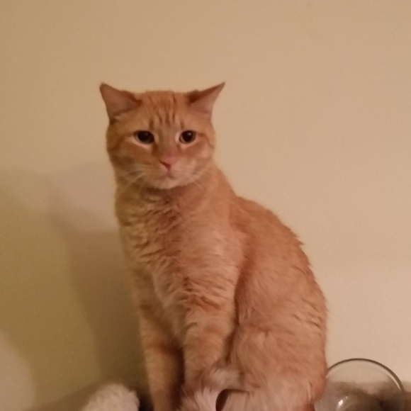 Meet your Posher, Callie - Picture 2 of 8